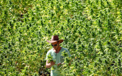 granja-cannabis